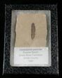 Fossil Caesalpinia Leaf - Green River Formation #16325-2